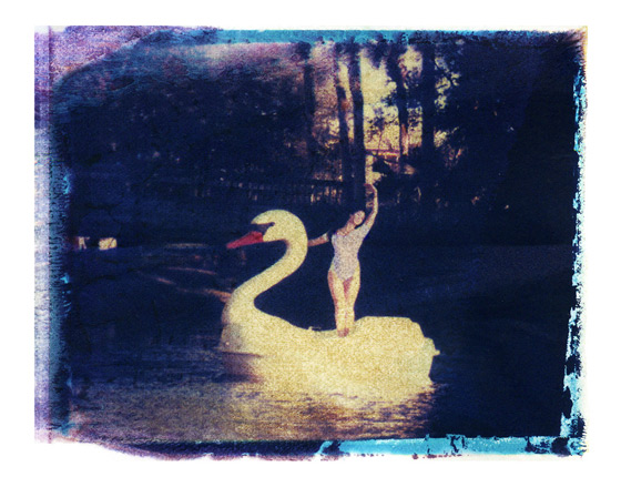 swan
