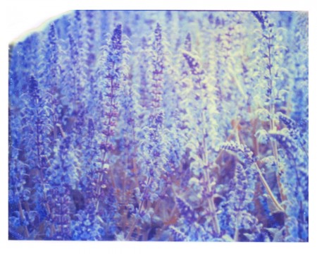 the scent of purple